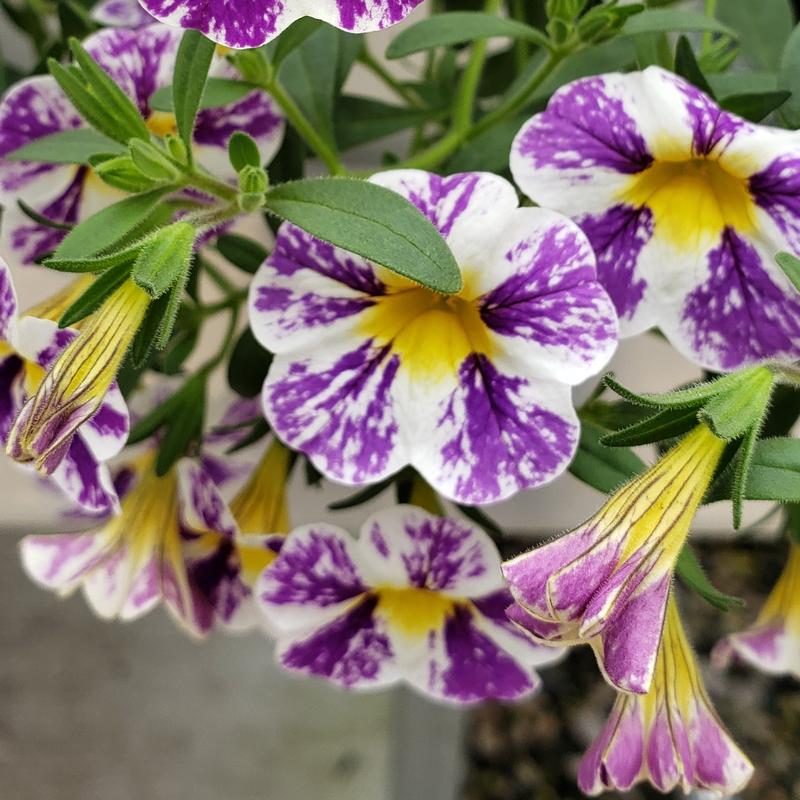 Calibrachoa Candy Shop Grape Splash Calibrachoa from Hillcrest Nursery