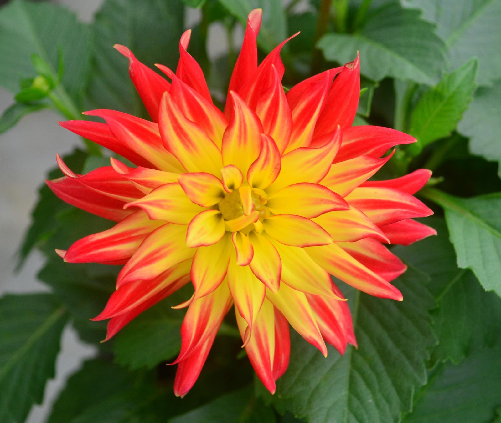 Dahlia Hypnotica 'Icarus' - Dahlia from Hillcrest Nursery