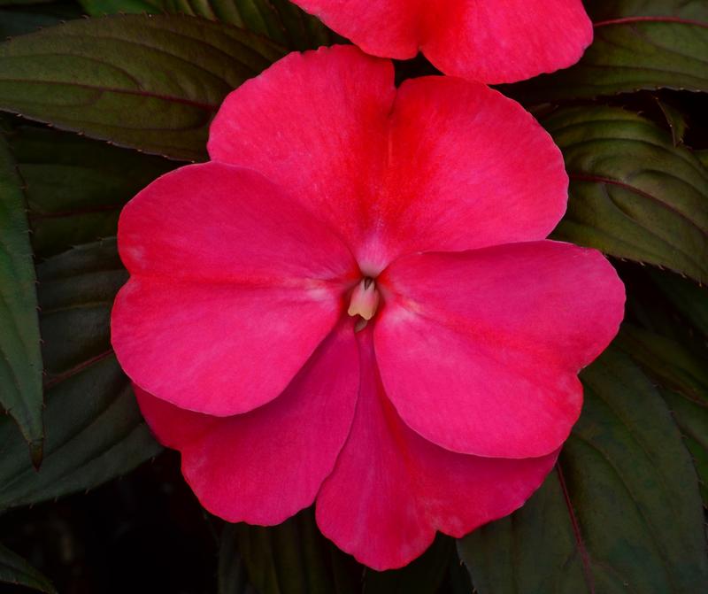 Impatiens hawkeri Clockwork 'Cherry Strike' - Impatiens - New Guinea from Hillcrest Nursery