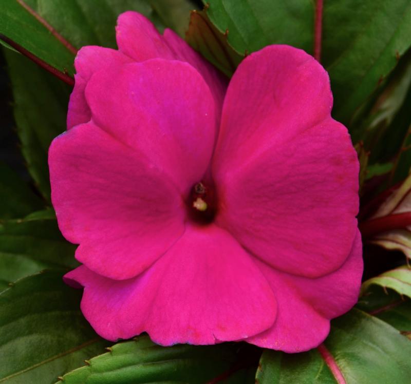 Impatiens hawkeri Clockwork 'Purple' - Impatiens - New Guinea from Hillcrest Nursery