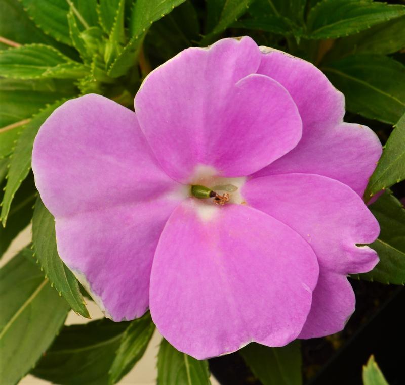 Impatiens hawkeri Clockwork 'Lavender' - Impatiens - New Guinea from Hillcrest Nursery