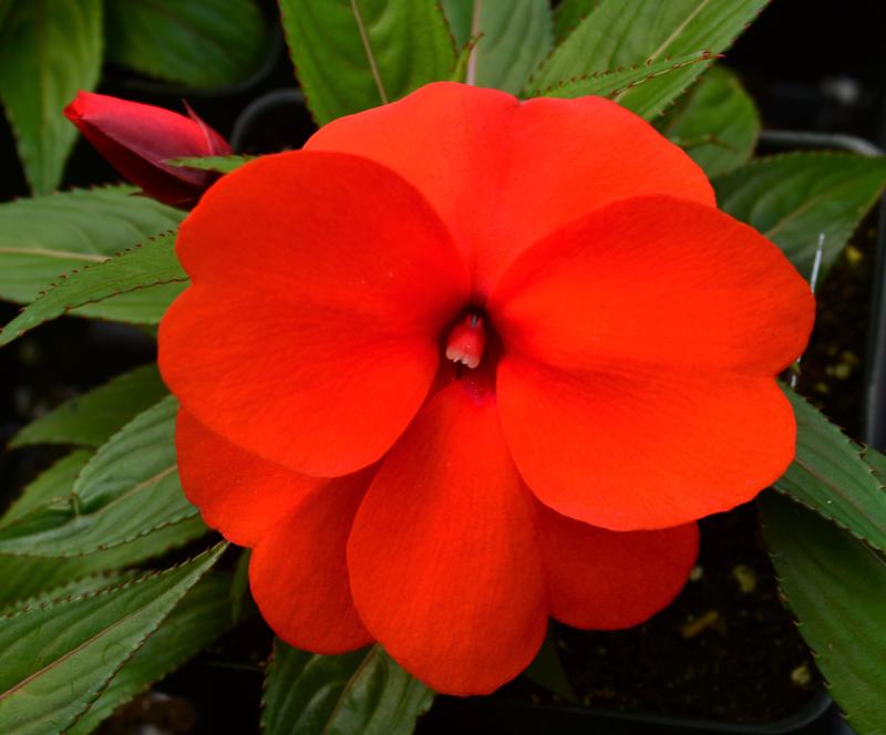 Impatiens hawkeri Clockwork 'Orange' - Impatiens - New Guinea from Hillcrest Nursery