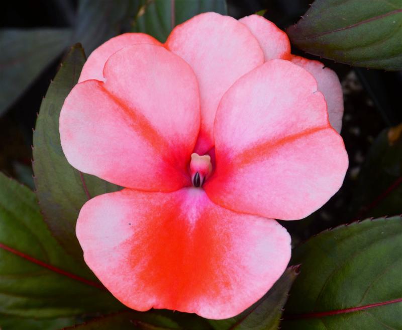 Impatiens hawkeri Clockwork 'Orange Stripe' - Impatiens - New Guinea from Hillcrest Nursery