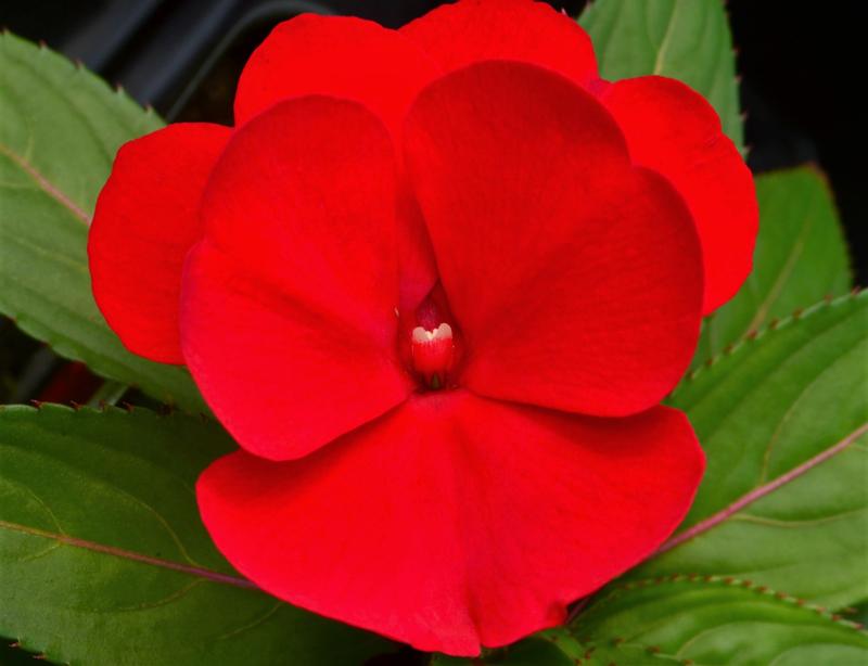 Impatiens hawkeri Clockwork 'Red' - Impatiens - New Guinea from Hillcrest Nursery