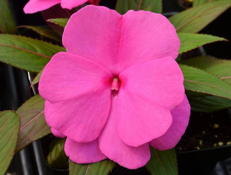 Impatiens hawkeri Clockwork 'Rose' - Impatiens - New Guinea from Hillcrest Nursery