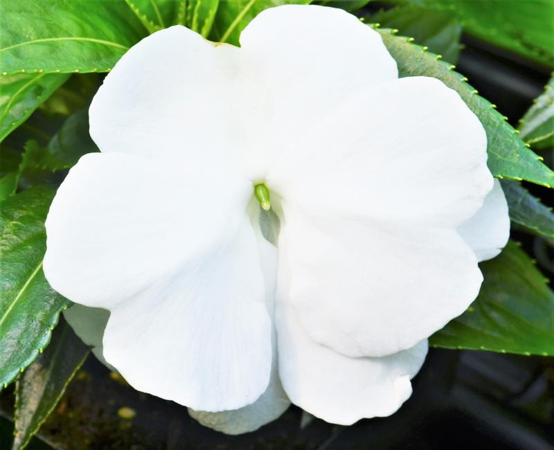 Impatiens hawkeri Clockwork 'White' - Impatiens - New Guinea from Hillcrest Nursery