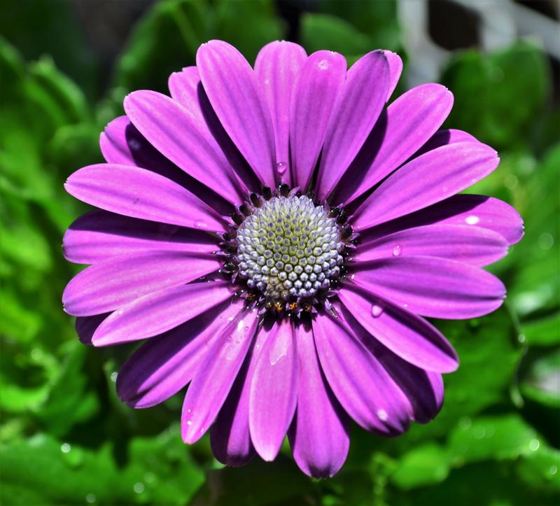 Osteospermum ecklonis Margarita 'Kardinal' - African Daisy from Hillcrest Nursery