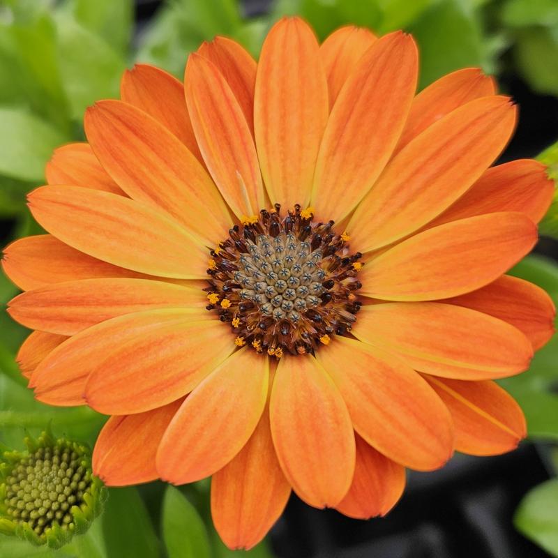 Osteospermum ecklonis Margarita 'Orange Flare' - African Daisy from Hillcrest Nursery