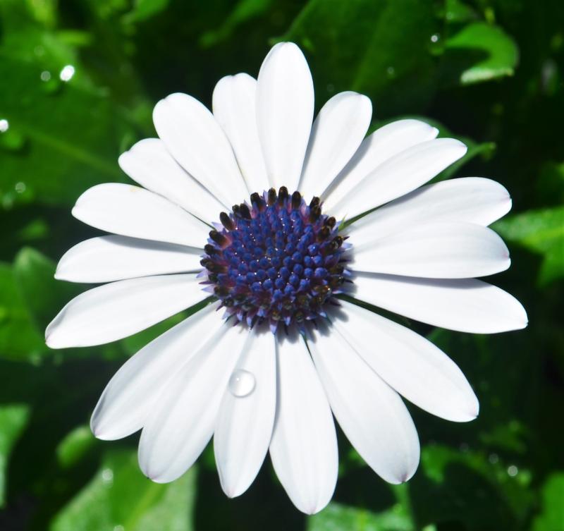 Osteospermum ecklonis Margarita 'White' - African Daisy from Hillcrest Nursery