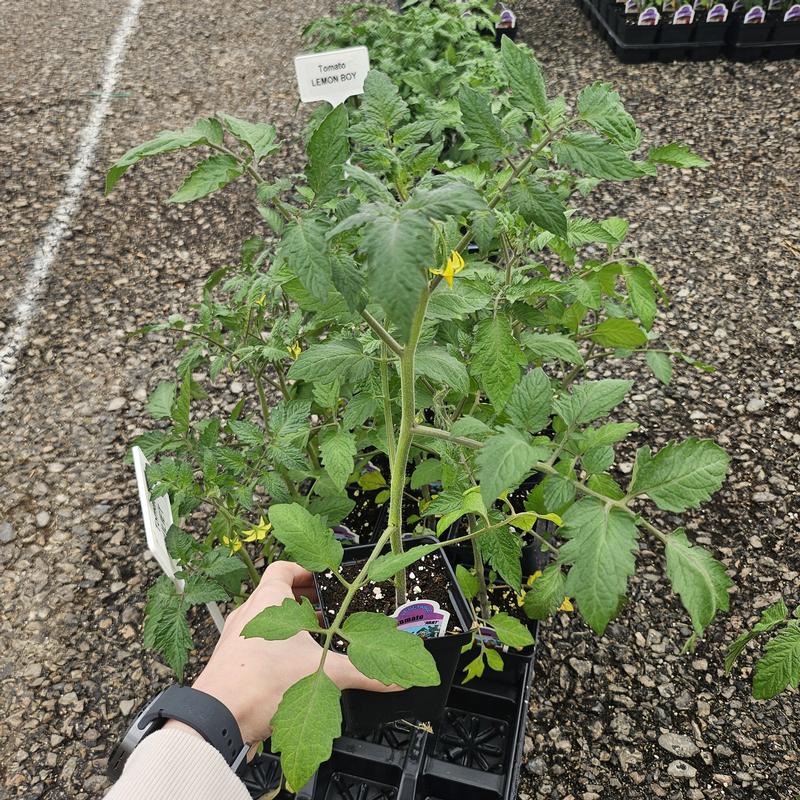 Lycopersicon esculentum 'Juliet' - Tomato from Hillcrest Nursery
