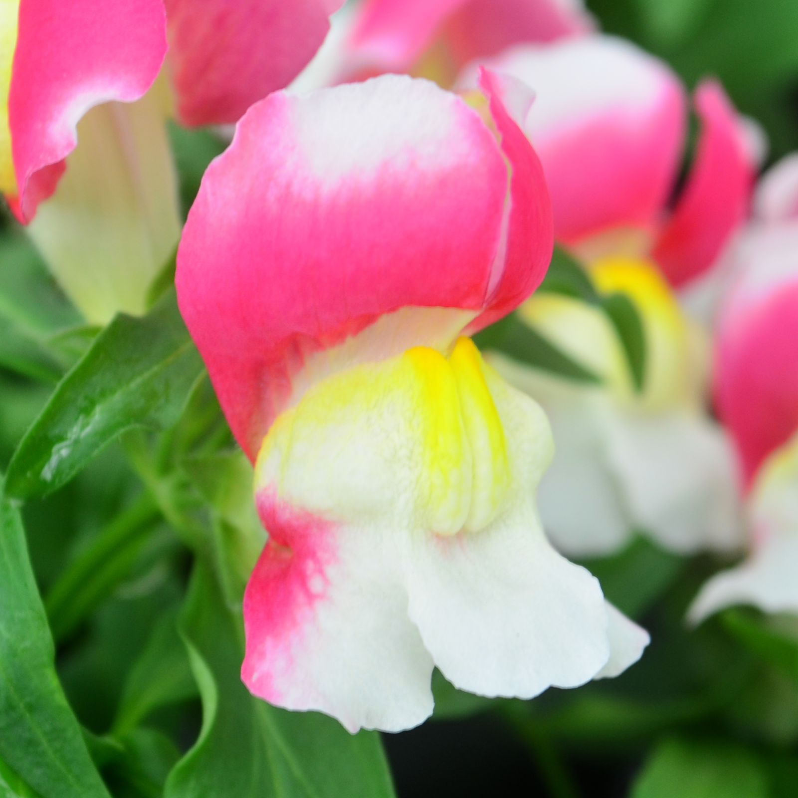 Snapdragon Antirrhinum majus Coral Bicolor from Hillcrest Nursery
