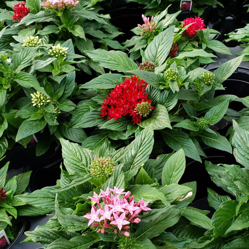 Pentas Bee Bright Mix Pentas lanceolata Mix from Hillcrest Nursery