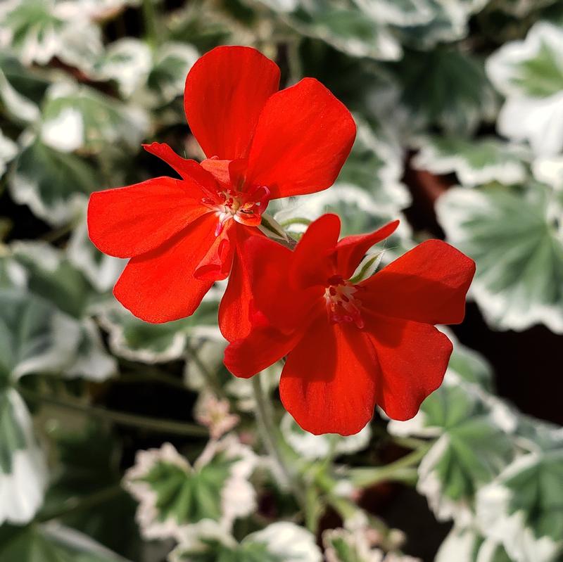 Geranium Pelargonium Mint Julep from Hillcrest Nursery