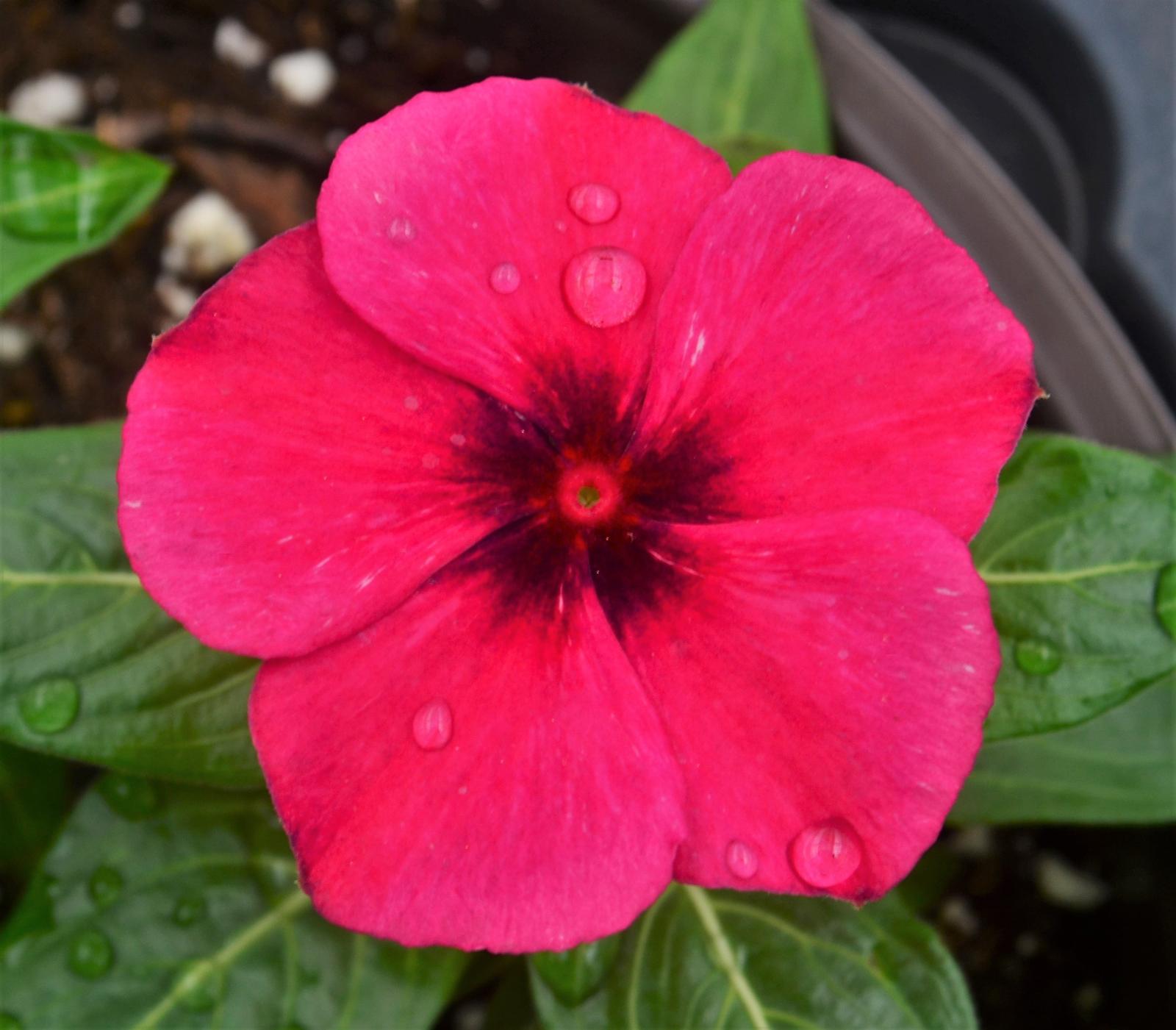 Catharanthus roseus Tattoo 'Black Cherry' - Vinca from Hillcrest Nursery