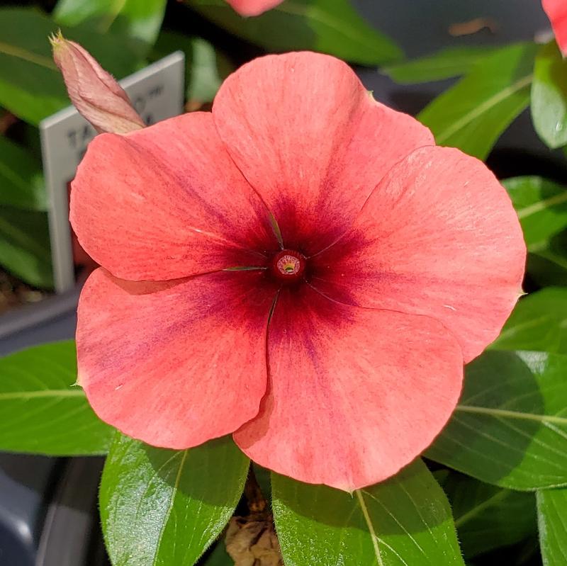 Catharanthus roseus Tattoo 'Papaya' - Vinca Tattoo Papaya from Hillcrest Nursery