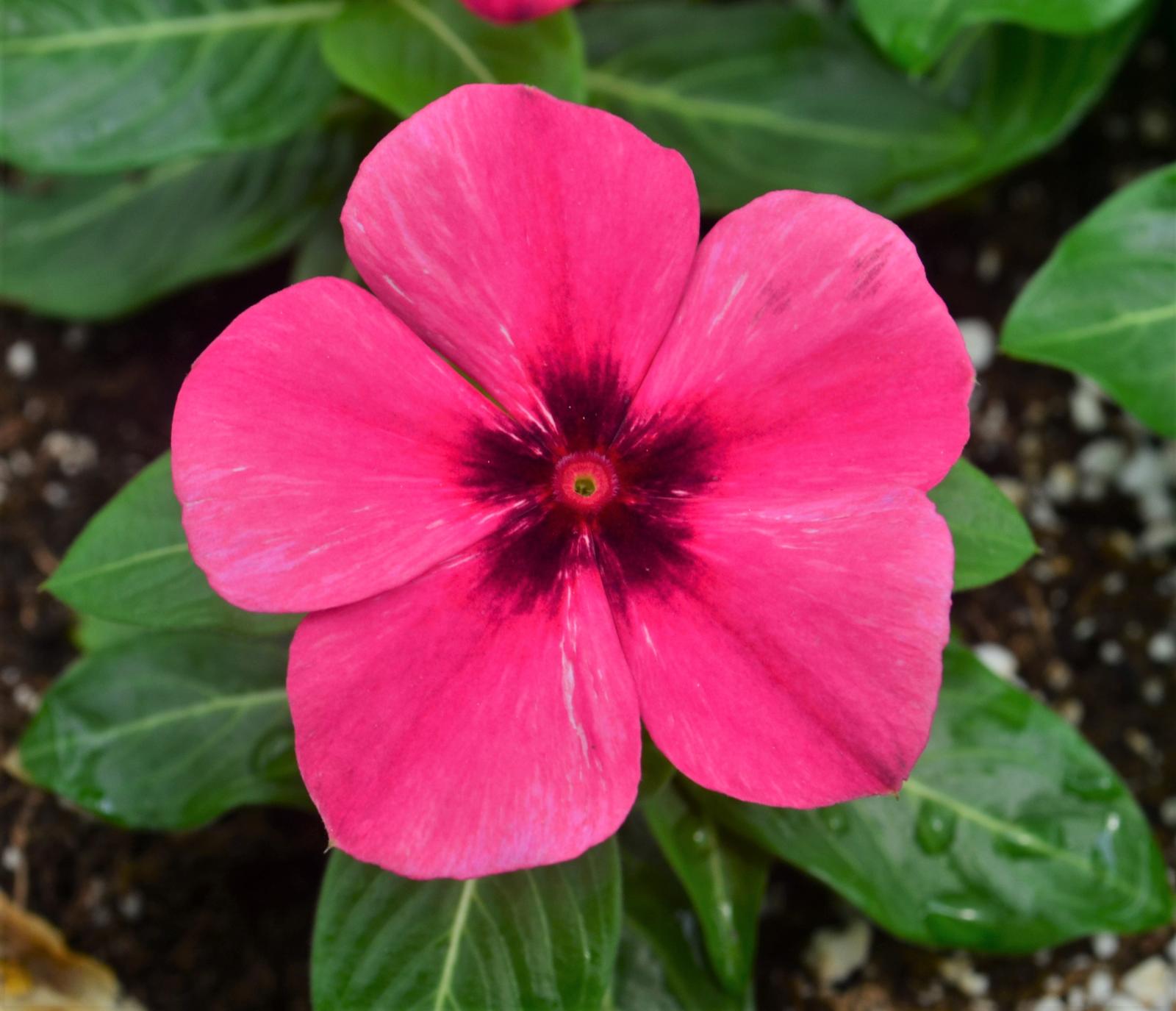 Catharanthus roseus Tattoo 'Raspberry' - Vinca from Hillcrest Nursery