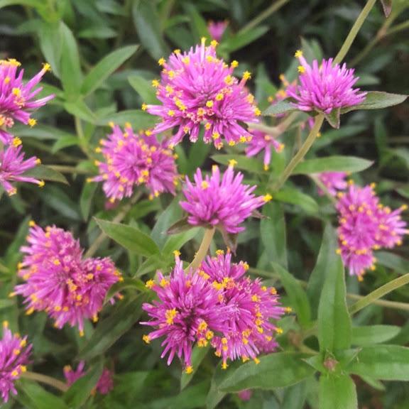 Gomphrena Truffula Pink Gomphrena Truffula Pink from Hillcrest Nursery