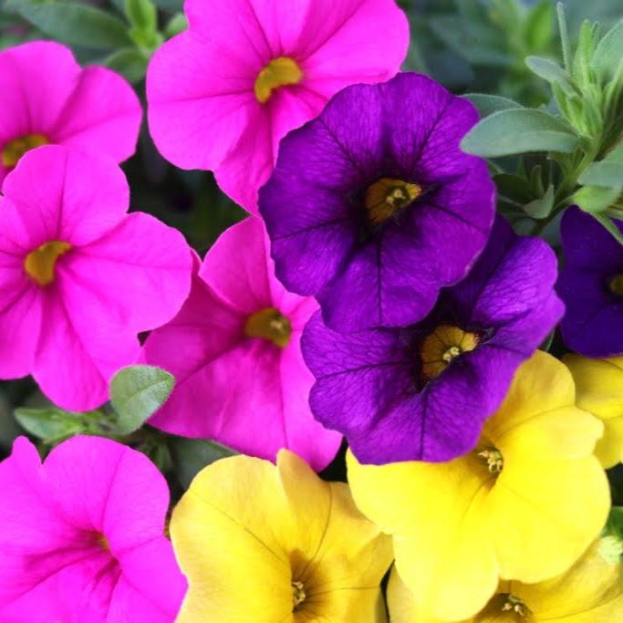 Confetti Garden Hawaiian Nani Nouveau Combo Confetti Garden Hawaiian