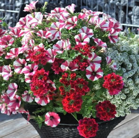 Confetti Garden Glossy Cherry Combo Confetti Garden from Hillcrest Nursery