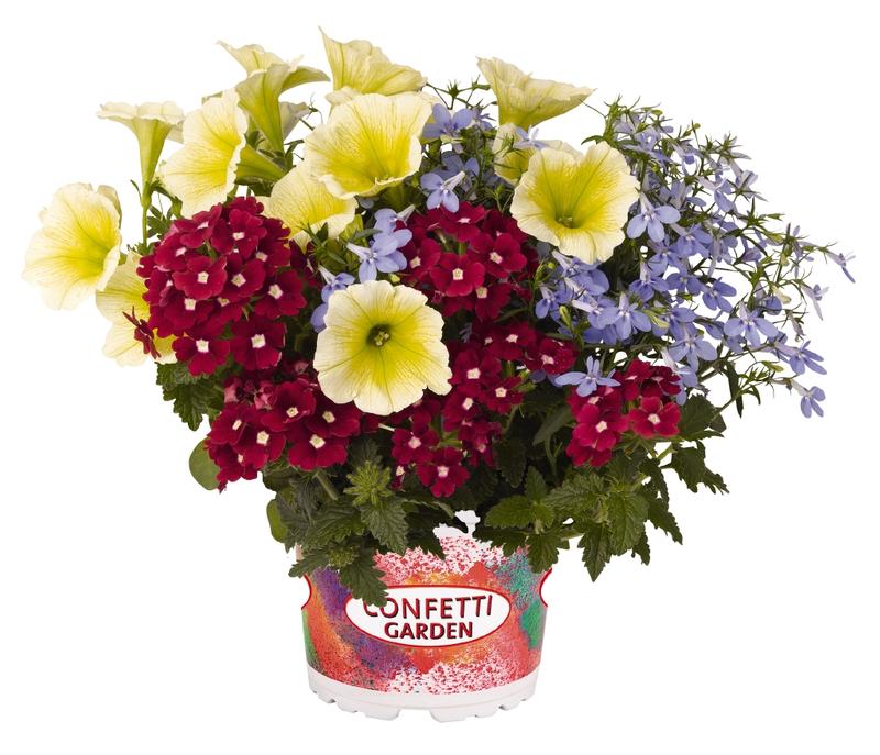 Confetti Garden Water Colors Combo Confetti Garden from Hillcrest Nursery