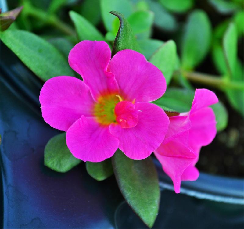 Portulaca oleracea Pazazz 'Fuchsia' - Portulaca from Hillcrest Nursery