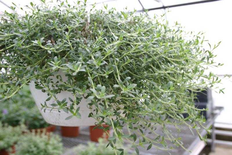 Thyme Cascade Lemonade Thymus x citriodorus Cascata Lemonade from