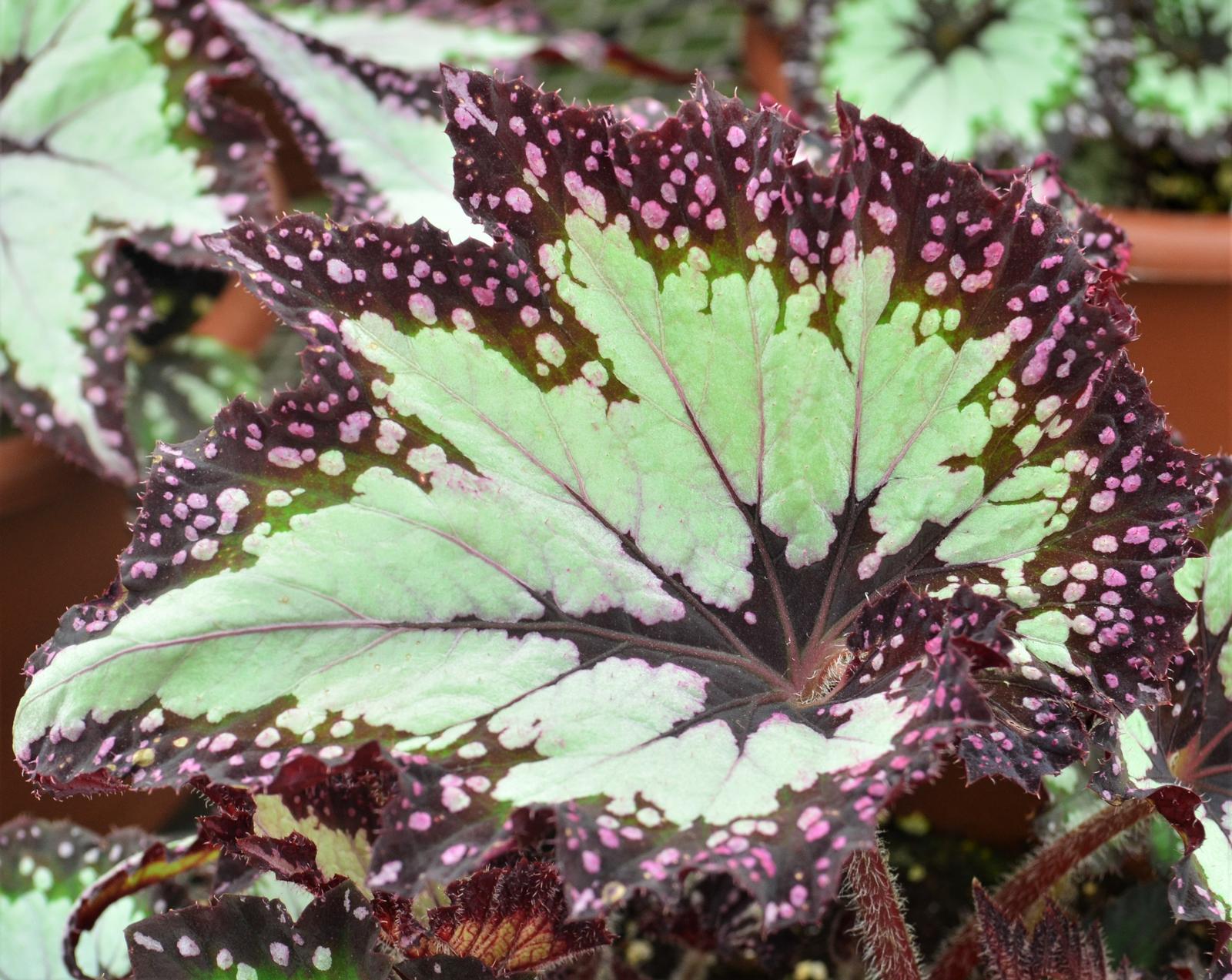 Begonia rex Festive 'Paisley Silver' - Begonia Rex from Hillcrest Nursery