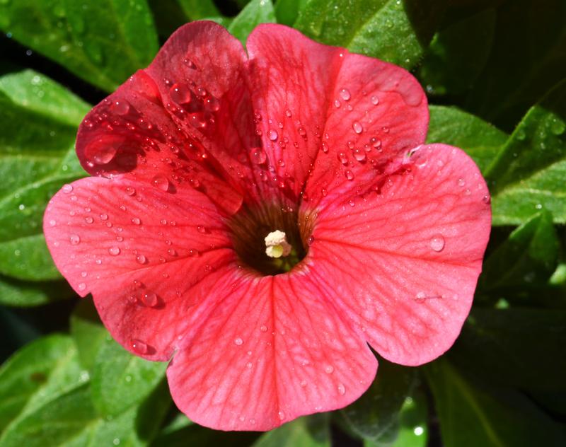 Petunia Potunia Plus 'Coral' - Petunia from Hillcrest Nursery