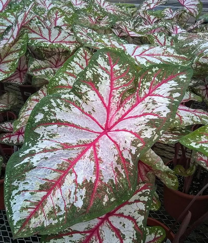 Caladium Caladium Tapestry from Hillcrest Nursery