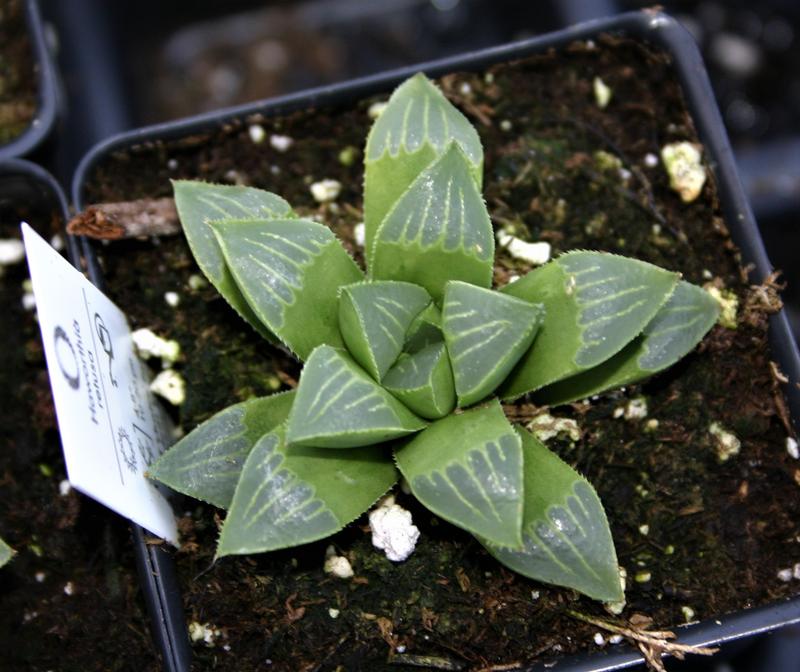 Haworthia retusa - Haworthia retusa from Hillcrest Nursery