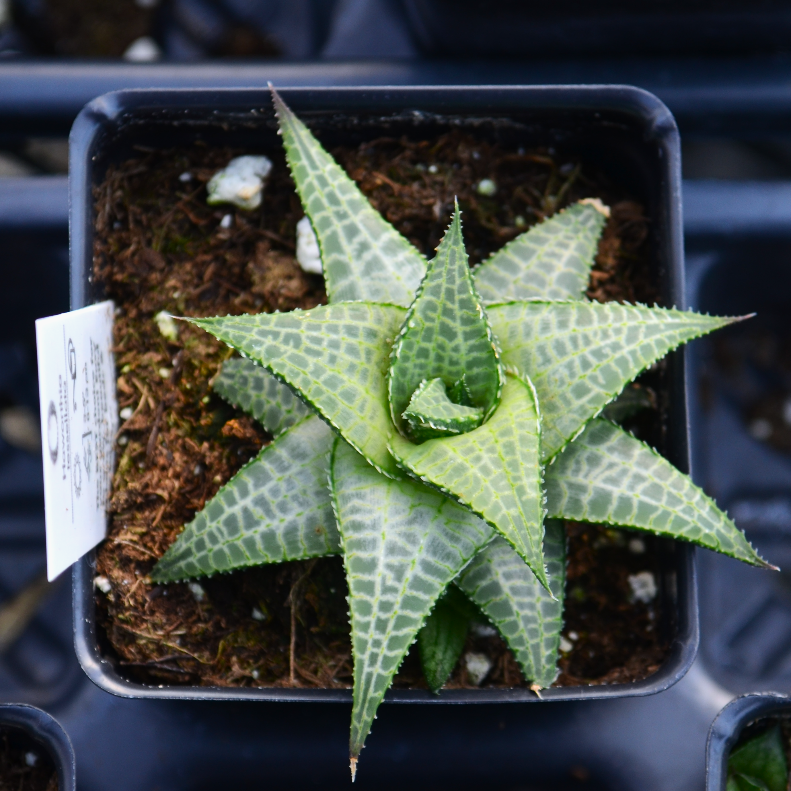 Haworthia tessellata - Haworthia from Hillcrest Nursery