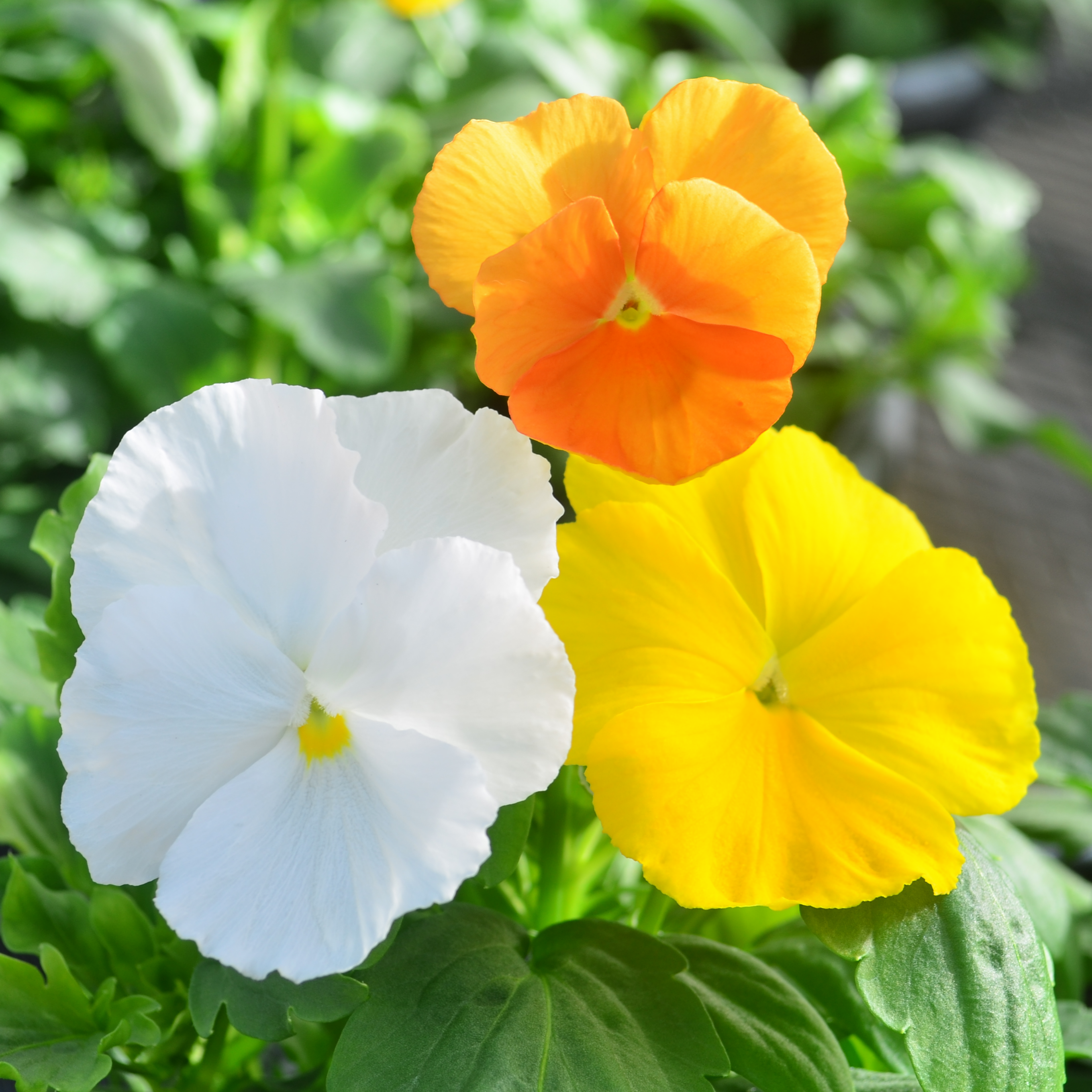 Viola wittrockiana Matrix 'Citrus Mix' - Pansy from Hillcrest Nursery