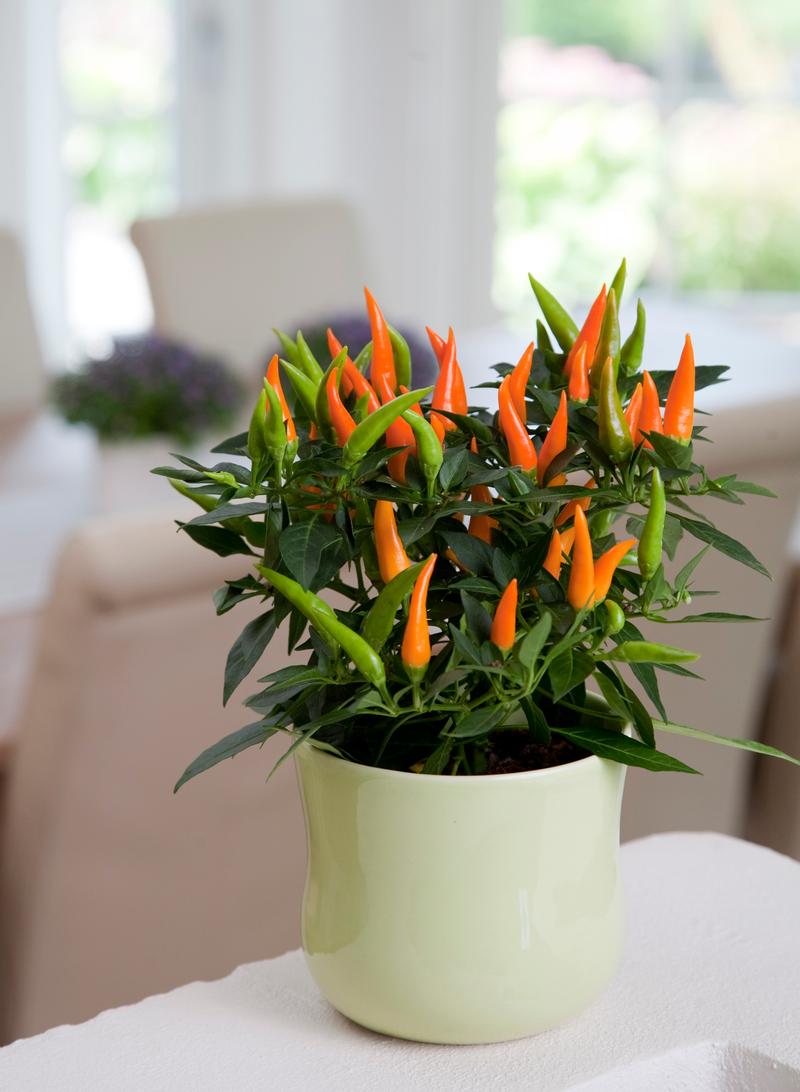Capsicum annuum Ornamental 'Santos Orange' - Image courtesy of Ball Horticultural Company
