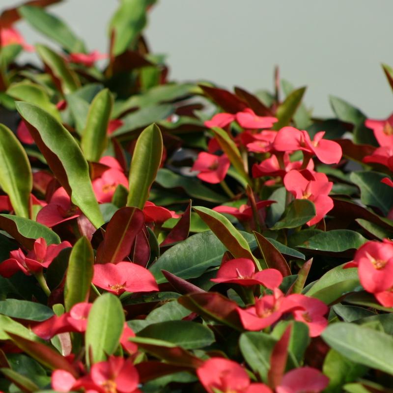 Crown of Thorns Euphorbia milii Zeus from Hillcrest Nursery