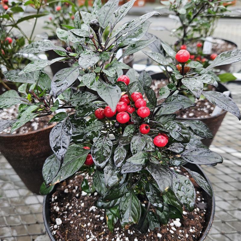 Capsicum annuum Ornamental 'Onyx Red' - Ornamental Pepper from Hillcrest Nursery