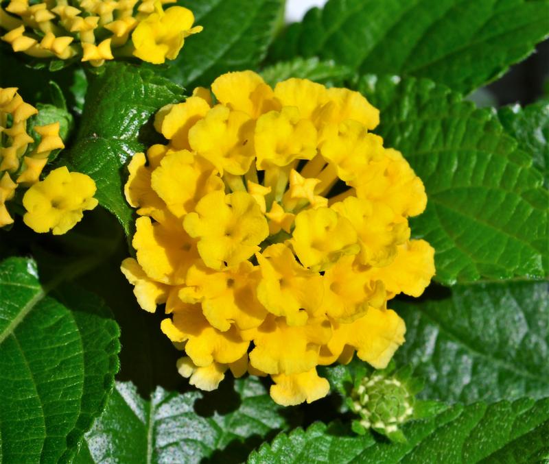 Lantana camara Bandolero 'Pineapple' - Lantana from Hillcrest Nursery