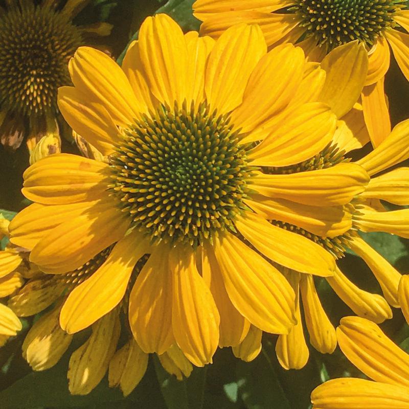 Echinacea 'Mellow Yellow' - Image courtesy of Ball Horticultural Company