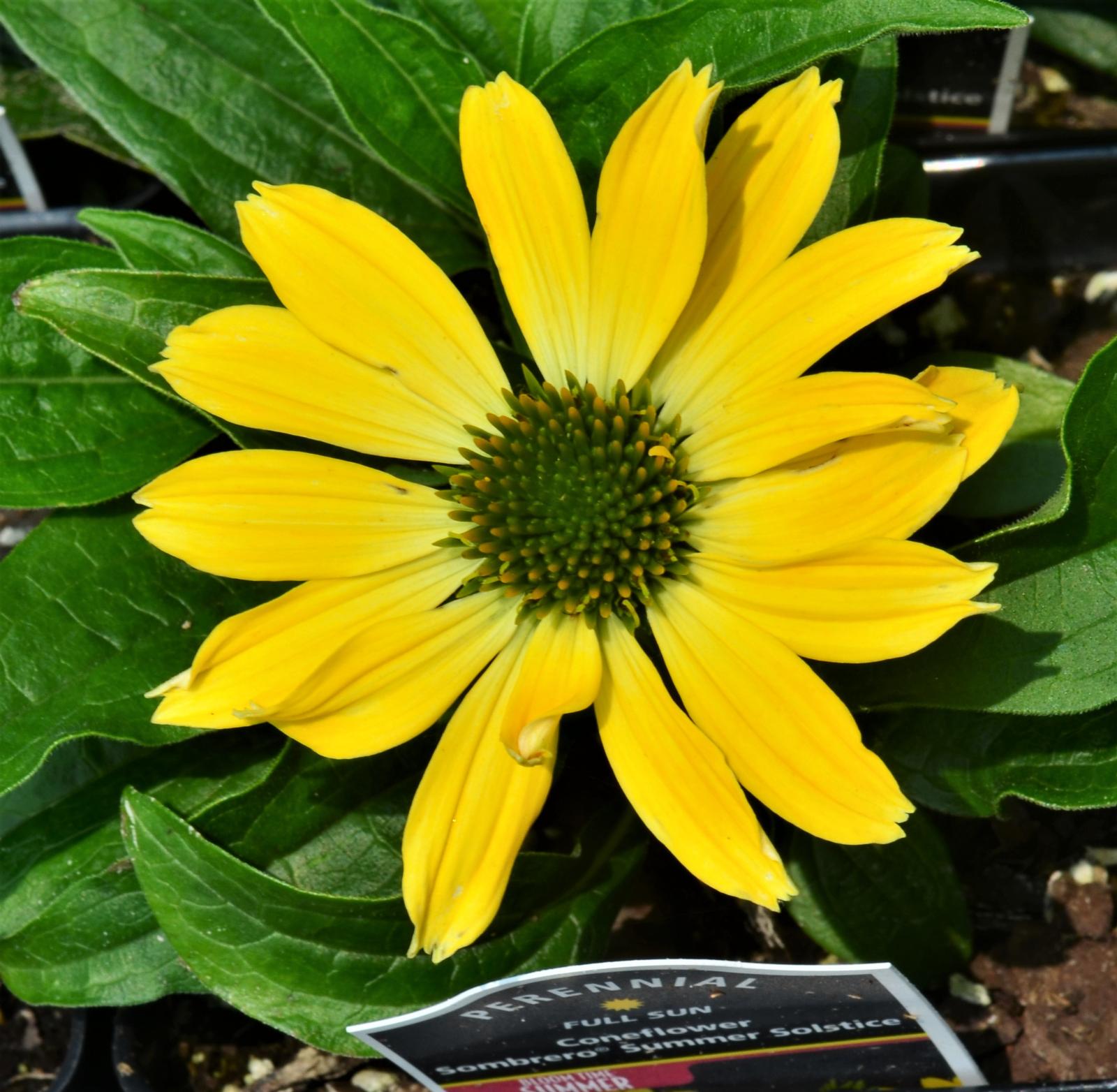 Echinacea Sombrero 'Summer Solstice' - Coneflower from Hillcrest Nursery