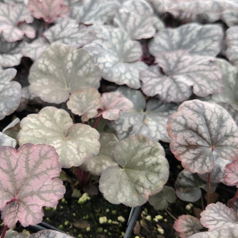 Heuchera Indian Summer 'Mulberry' - Coral Bells from Hillcrest Nursery