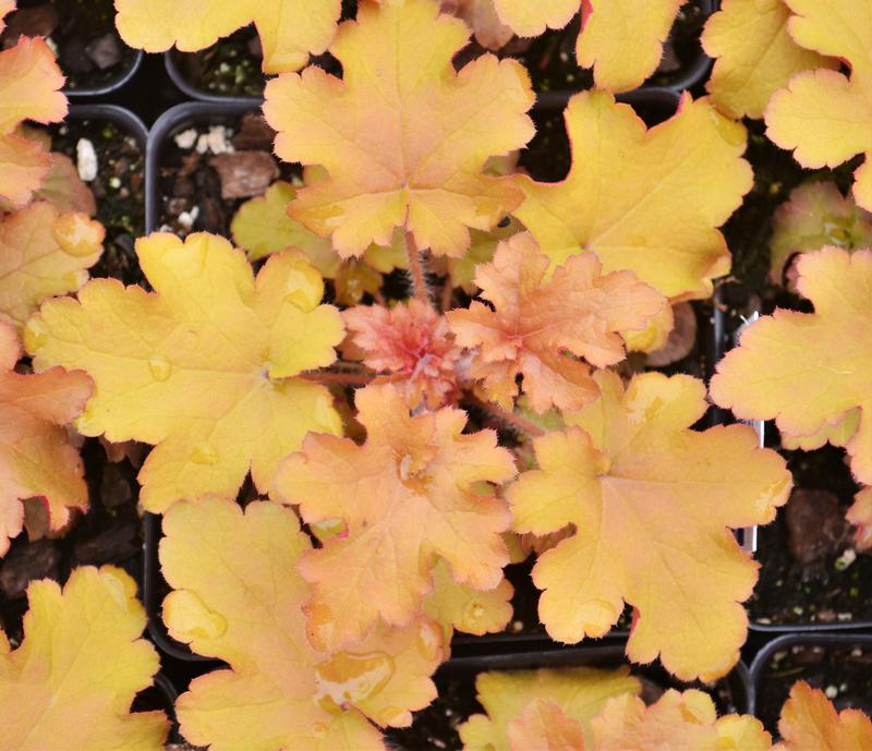 Heuchera Indian Summer 'Orangeberry' - Coral Bells from Hillcrest Nursery