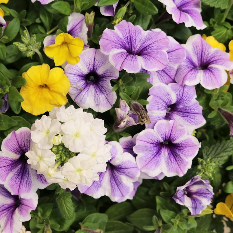 Confetti Garden Blue Danube Combo Confetti Garden Blue Danube from