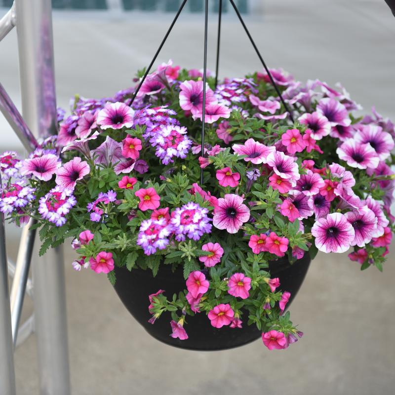 Confetti Garden Shocking Touch Combo Confetti Garden Shocking Touch