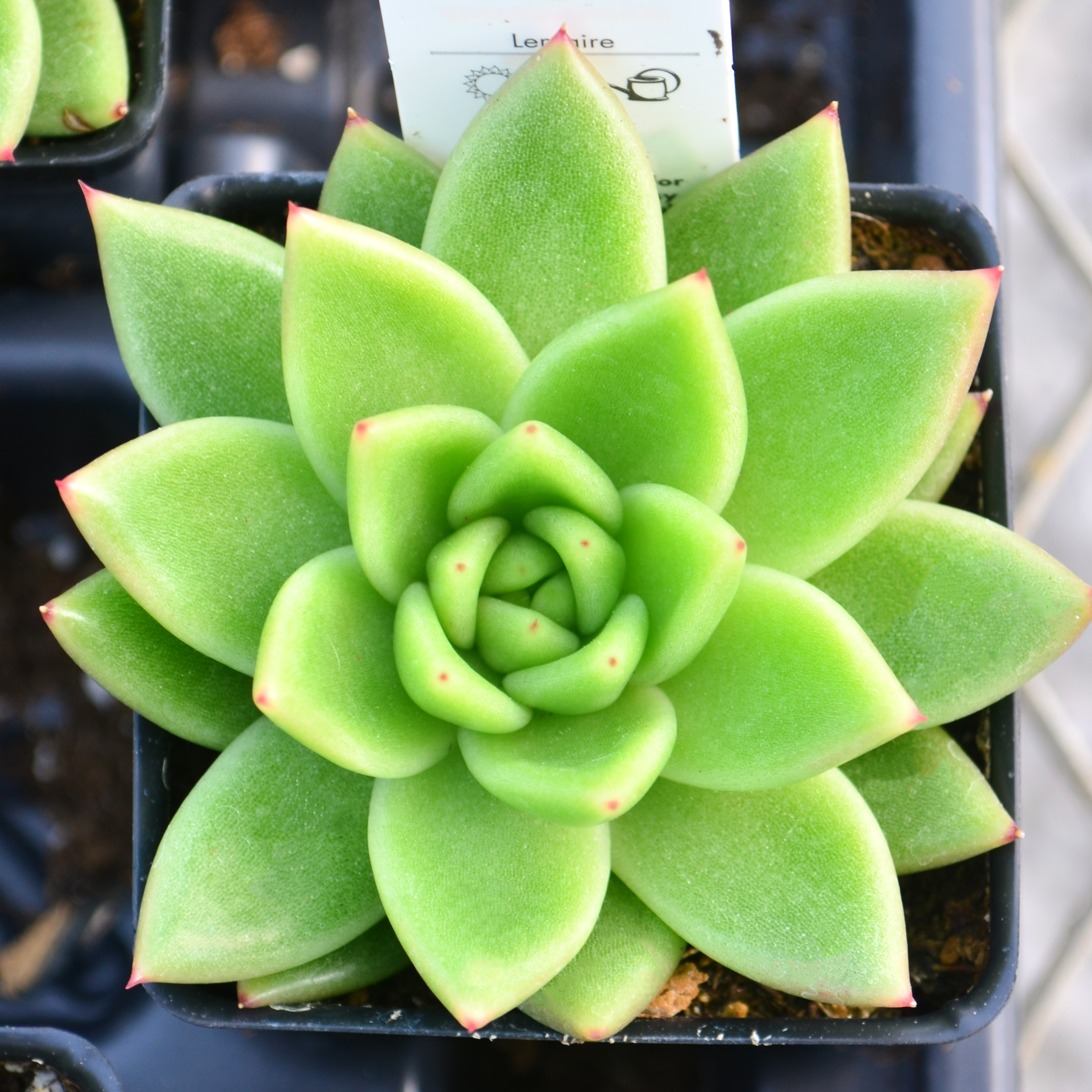 Echeveria agavoides 'Lemaire' - Echeveria from Hillcrest Nursery