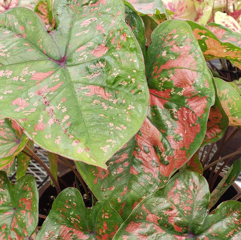 Caladium 'Freckles' - Caladium from Hillcrest Nursery