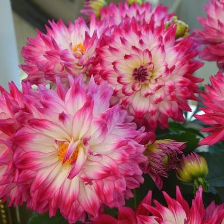 Dahlia La Bella Maggiore 'Rose Bicolor' - Dahlia from Hillcrest Nursery