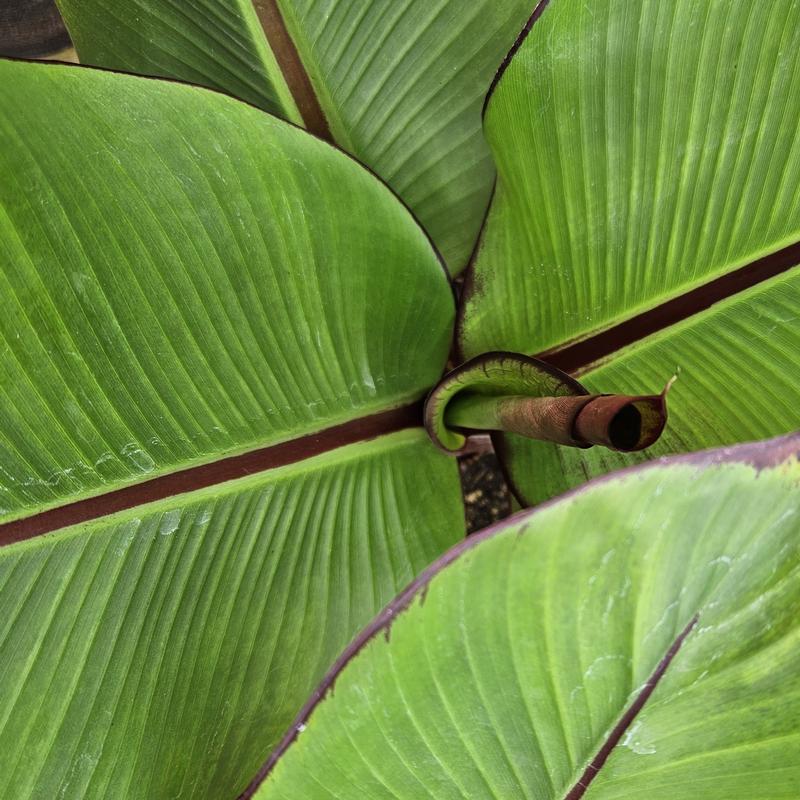 Banana Tree Ensete maurellii Red Abyssian from Hillcrest Nursery