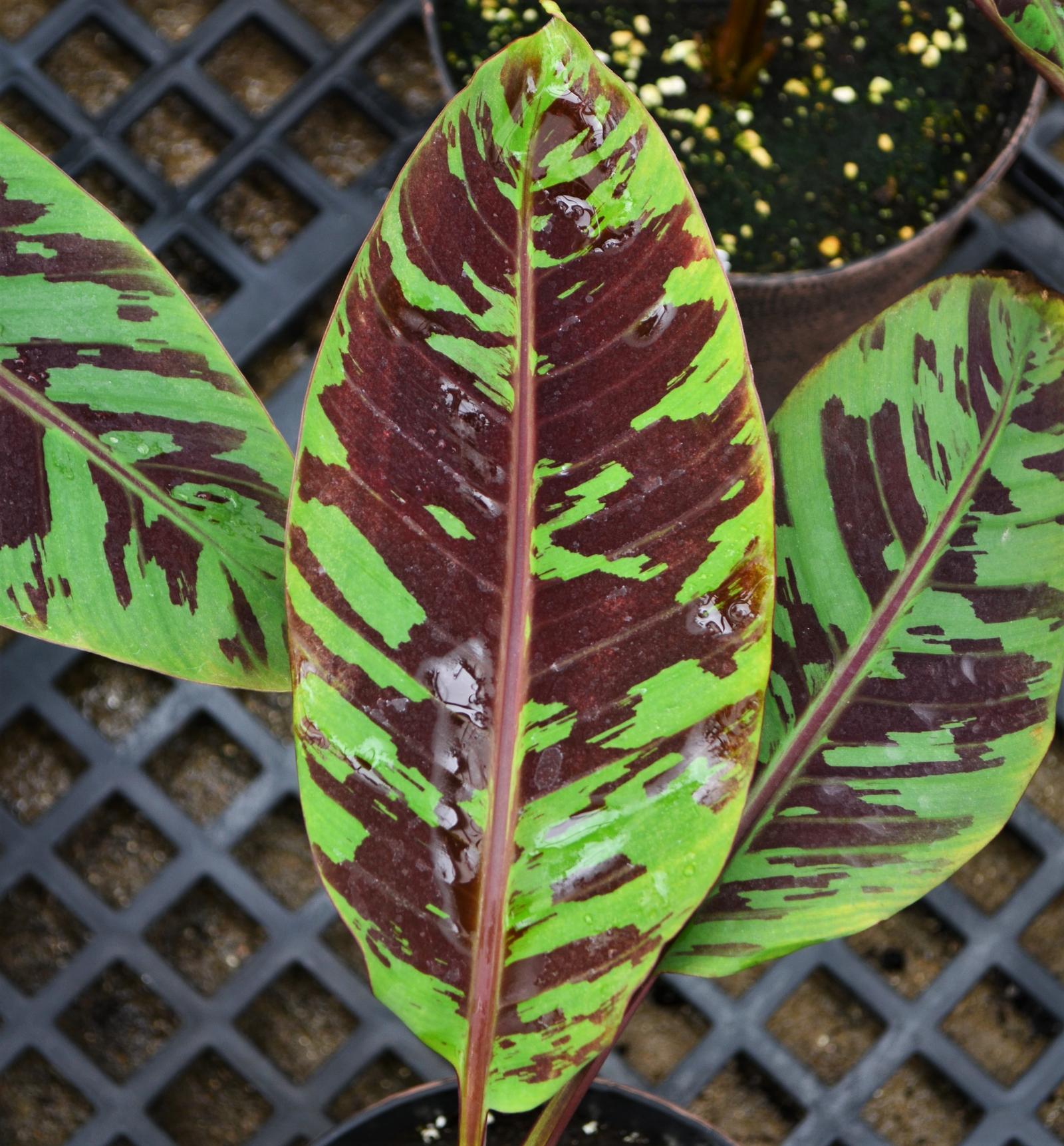 Banana Tree Musa sumatrana Zebrina from Hillcrest Nursery