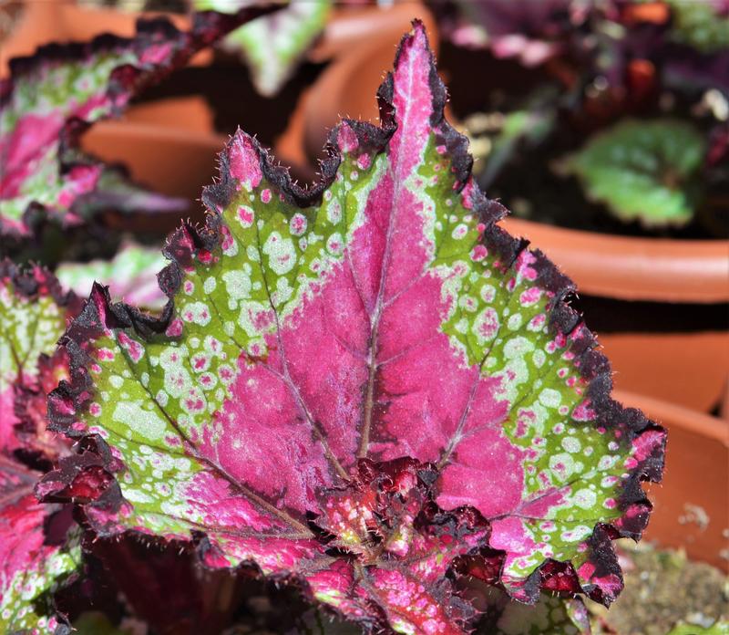 Begonia Rex Begonia Rex Watermelon From Hillcrest Nursery