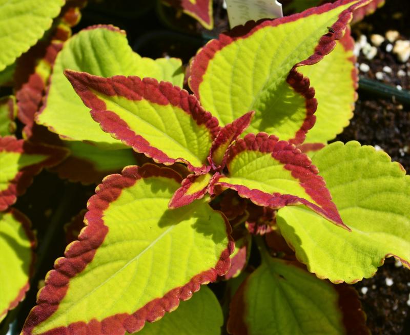 Solenostemon scutellarioides Stained Glassworks 'Velvet' - Coleus from Hillcrest Nursery