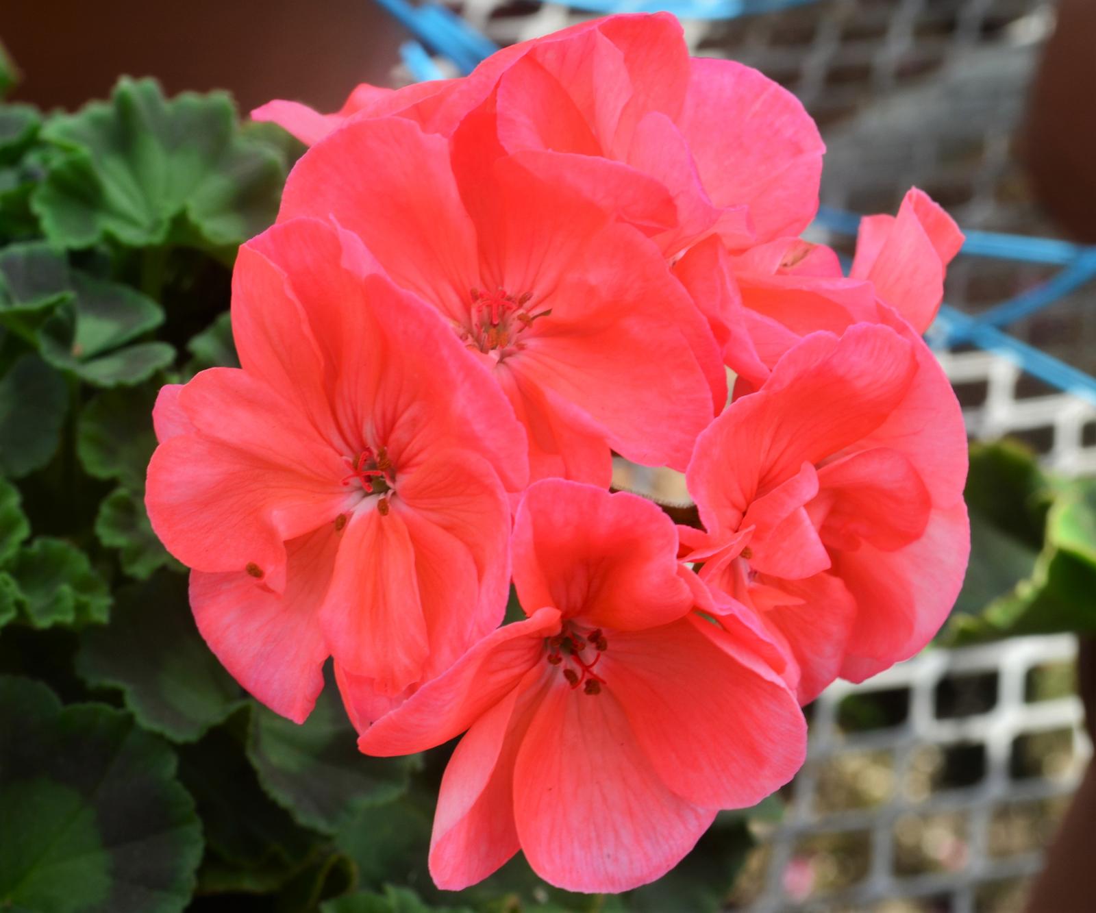 Pelargonium hortorum Dynamo 'Dark Salmon' - Geranium from Hillcrest Nursery